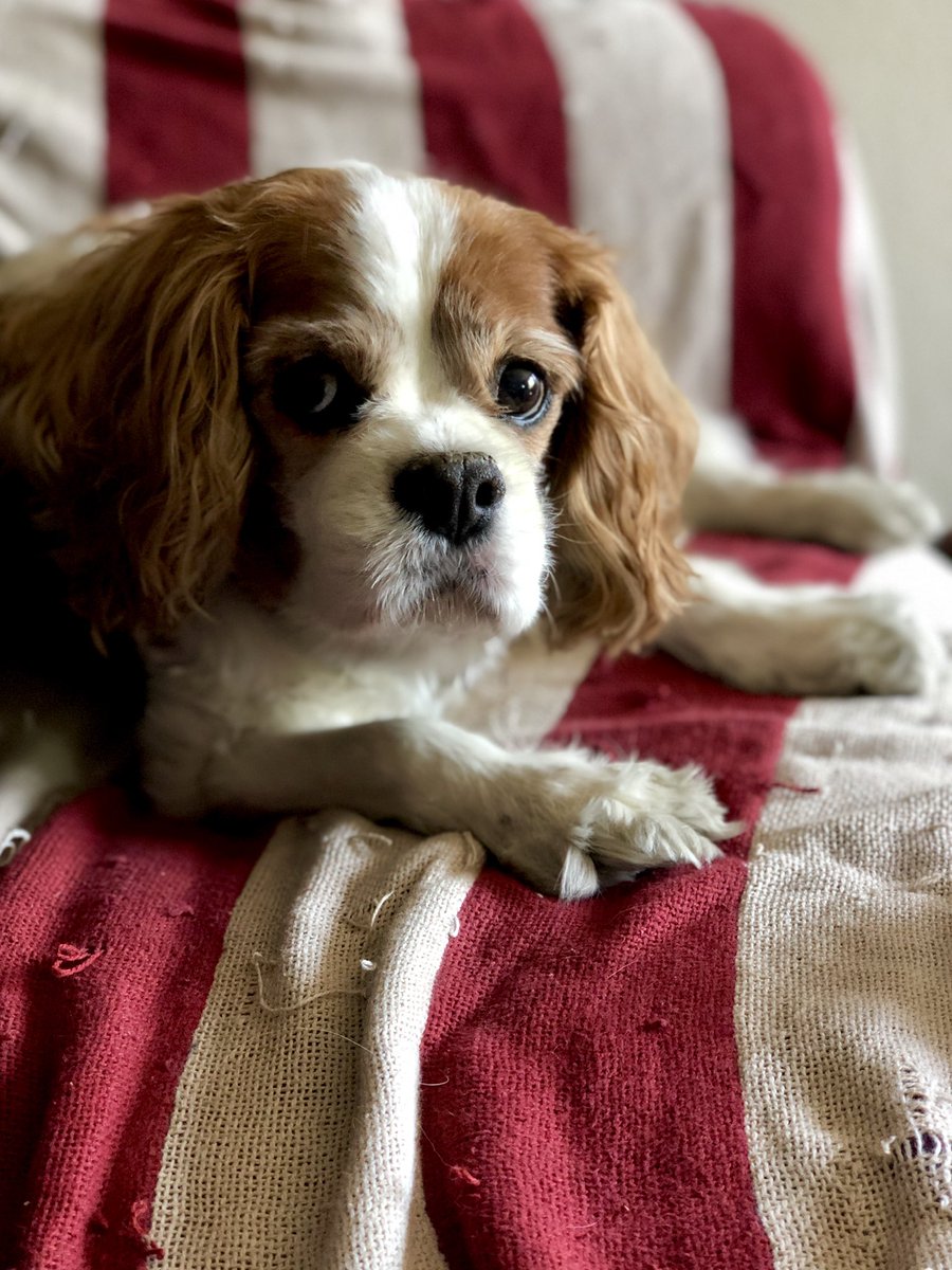 jonahweiland's tweet photo. Today I lost a piece of my soul, but after almost 15 years together he helped that soul grow exponentially.

I’m going to miss my little Yeager so much! 💔 

He was the best boy. Love you, Yeager! https://t.co/nQRb9Mq198