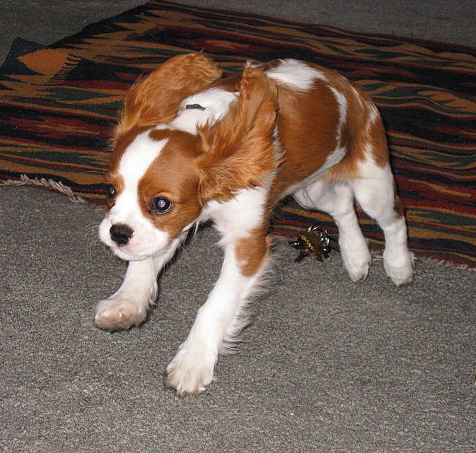 jonahweiland's tweet photo. Today I lost a piece of my soul, but after almost 15 years together he helped that soul grow exponentially.

I’m going to miss my little Yeager so much! 💔 

He was the best boy. Love you, Yeager! https://t.co/nQRb9Mq198