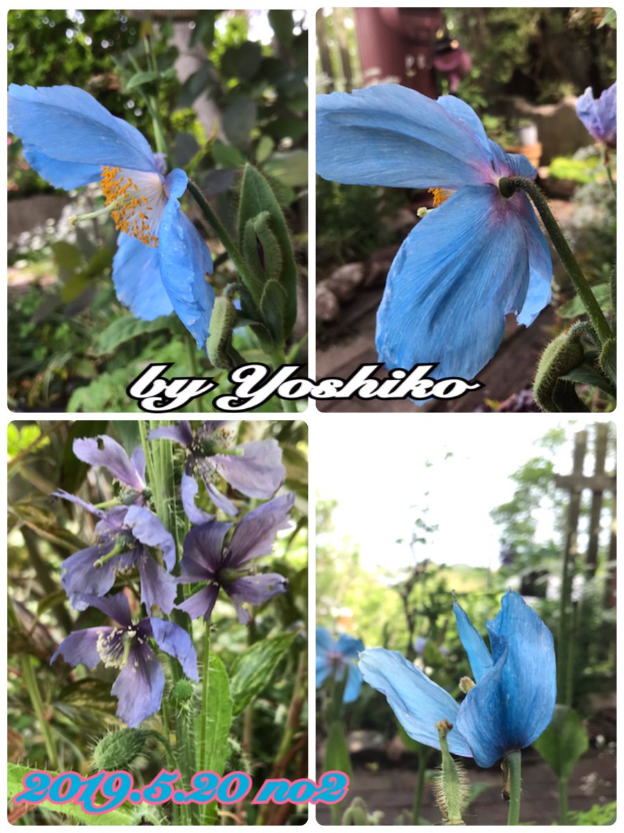 Bijinya1623's tweet photo. お日様がくれた恵み
緑とはこんなにも美しく
力強いものかと気づけた時
心の奥底に忘れてた時間が
あたたかな感動・五感と共に
安らぎのエッセンス、緑
緑はそんな癒しと心にゆとりを　
取り戻すことを教えてくれる
「緑」がくれた珈琲・紅茶の香味に浸り
安らかな時間を過ごすのは
ここに https://t.co/bvrXvKfri2