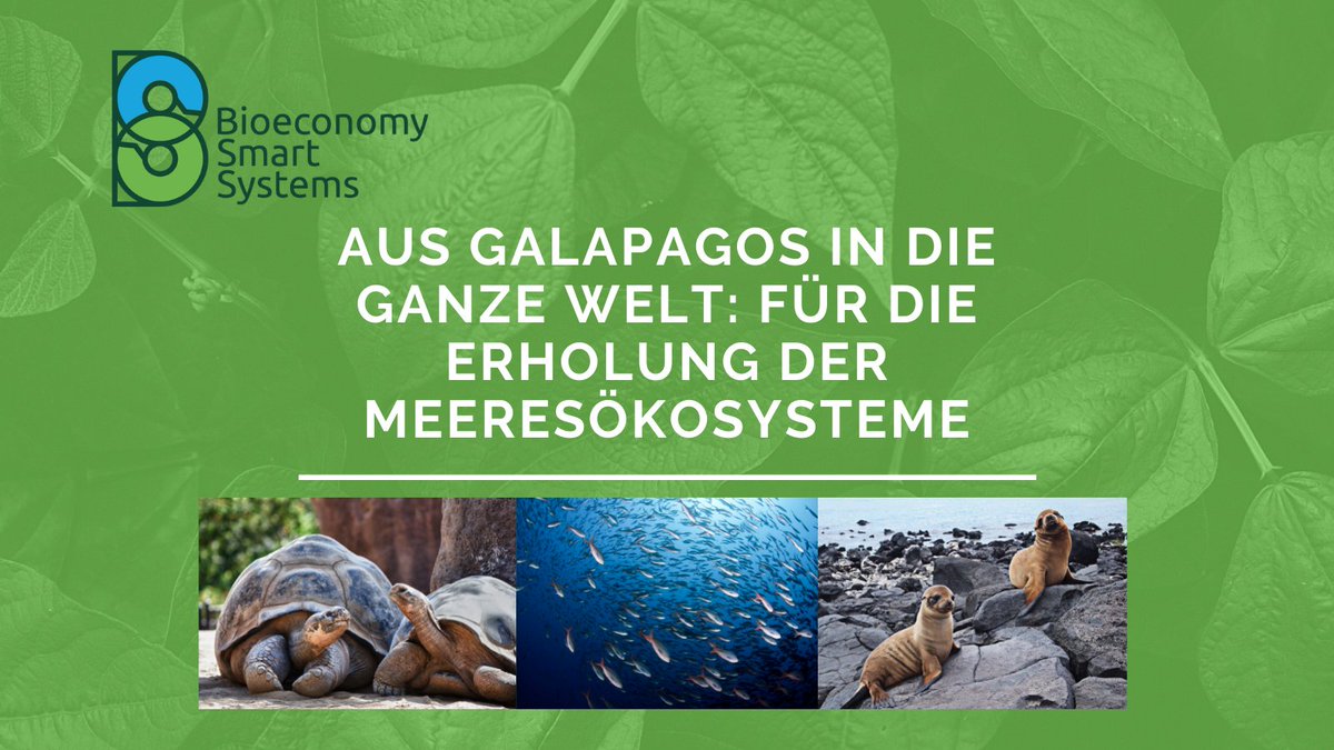 BioSmartSystems's tweet photo. Lesen sie einen neuen Artikel über die Erweiterung dem Meeresschutzgebiet Galapagos und ihre Verbindung mit der Erholung der Meeresökosysteme. Klicken sie auf den Link: https://t.co/OtZrU0XrmU
Geben sie ein Like, teilen sie es, kommentieren und folgen sie uns! #bioeconomy https://t.co/Dr1Wxy5cNQ