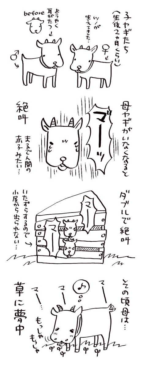 生後2ヶ月の子ヤギ #漫画が読めるハッシュタグ 