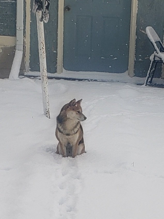 Kosmo the Shiba♡ (@secretlyagirl) on Twitter photo 