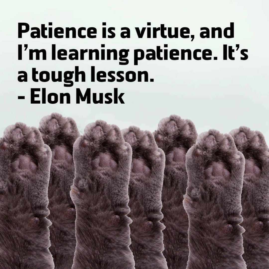 Cat Arm Coin tweet media