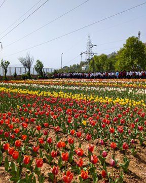 Tulips Blooms!🌷🌷

Glimpses of Tulip Garden In Highland Park, Kud of district #Udhampur in #JammuAndKashmir.