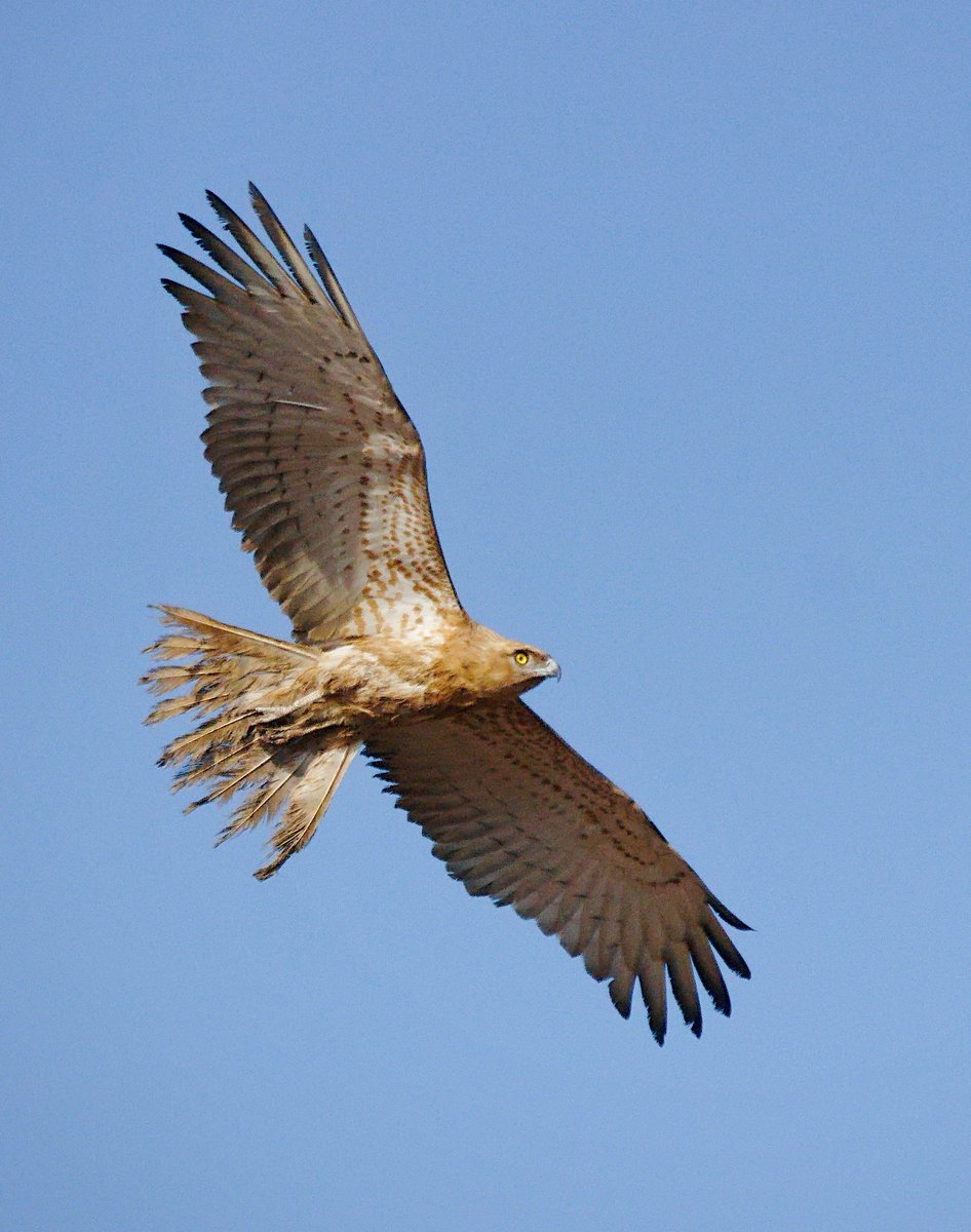 dhavalbhadania's tweet photo. Short-toed snake eagle.
.
At blackbuck national park, Velavadar. Mar'2022
.
#birdphotography #birdwatching #birds #BirdsSeenIn2022 #indiaves #BBCWildlifePOTD #seizeyourlens #naturelovers #nature #birding #TwitterNatureCommunity https://t.co/B3hv3crSGk