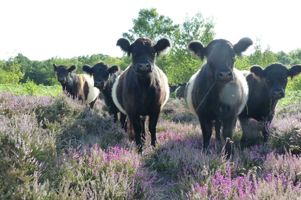 sdnpa's tweet image. Grazers - like these Belted Galloway aka Belties - are natural conservation engines.

On heathlands, Belties help maintain a mosaic of habitats by removing the woody scrub and invasive plants that can encroach on smaller, less competitive wild flowers.

#HelpYourHeaths