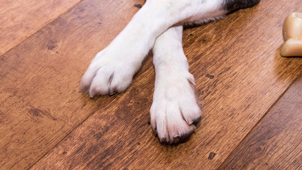 Love your dogs but not what they do to the floor? 

We have floors that are scratch-tested and paw-resistant to stand up against dog claws. Give us a call to discuss your options on 0844 967 0870. 
#Durable 
#Flooring 
#FreeEstimate
