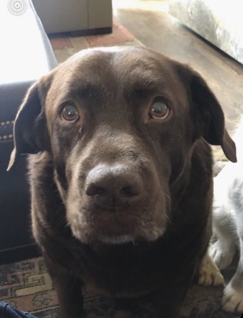 imfleetwoodjack's tweet photo. dogs have their own version of twitter that they use when we’re not looking and Woodrow is crying because he posted a nice selfie and someone went viral with the mean QT “tell me why this mf look like scooby don’t🙄”
can I get some traction to show him we think he’s beautiful? https://t.co/9kCsnPRJ5i
