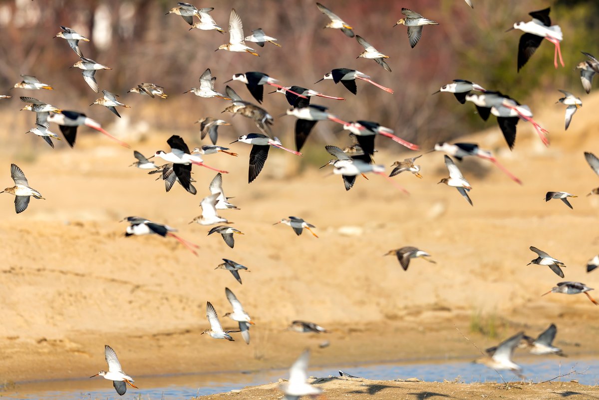 Manavgat'ta bahar göçünün güzelleri.
#hangitür #kuşlarıgörelim #kuşbilmecesi 
Kaç tür görüyorsunuz? #antalyakuşları
