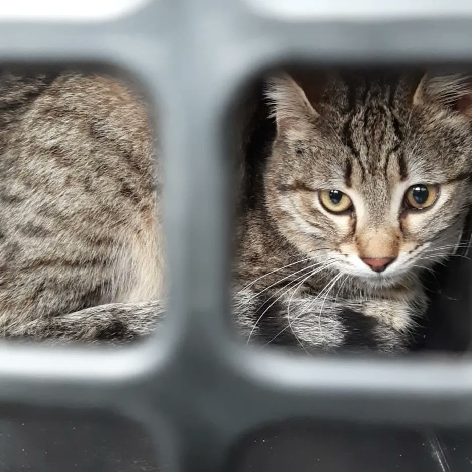 Overatedn's tweet photo. hello, my name is wofi.  I have neurological fip.  My mother cannot afford my treatment because she is a student.  please help 🙏🏻 i can hardly stand on my paws.  about to pass into my organs.  i need support.  I don't want to die.
dm for help🙏🏻 https://t.co/obgsYboXUU