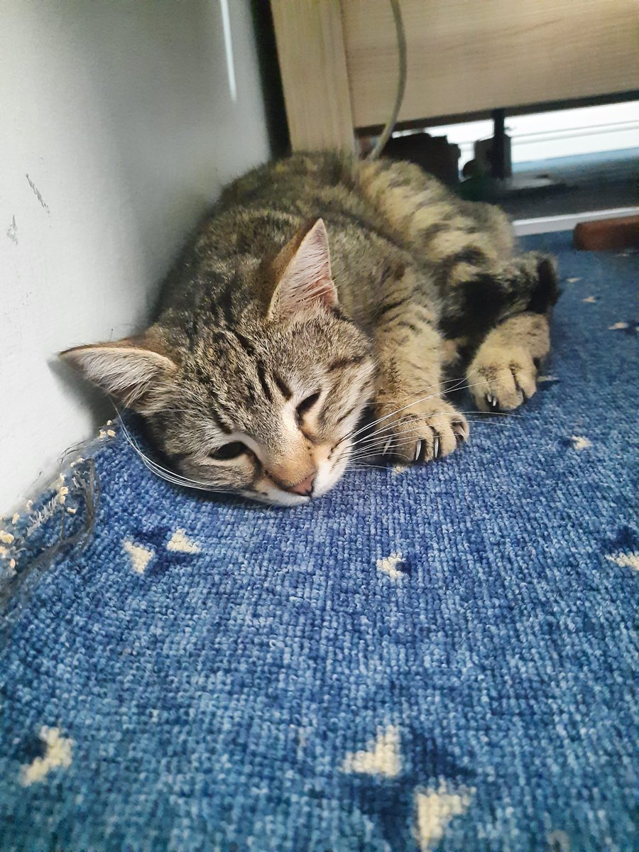 Overatedn's tweet photo. hello, my name is wofi.  I have neurological fip.  My mother cannot afford my treatment because she is a student.  please help 🙏🏻 i can hardly stand on my paws.  about to pass into my organs.  i need support.  I don't want to die.
dm for help🙏🏻 https://t.co/obgsYboXUU