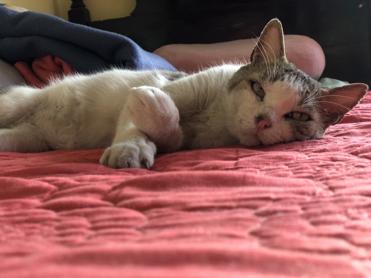 cpag21's tweet photo. Este gato se llama Emanuel, se nos perdió hace dos semanas, creímos que iba a regresar pero no lo ha hecho aún…. Alajuela, barrio Cristo Rey…. Si lo han visto por los alrededores de Alajuela centro por favor me indican. RT por favor 🙏🏽 https://t.co/Nz6Wd1jemh