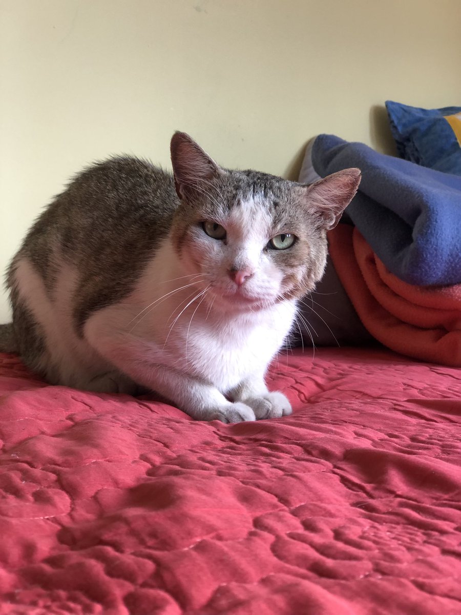 cpag21's tweet photo. Este gato se llama Emanuel, se nos perdió hace dos semanas, creímos que iba a regresar pero no lo ha hecho aún…. Alajuela, barrio Cristo Rey…. Si lo han visto por los alrededores de Alajuela centro por favor me indican. RT por favor 🙏🏽 https://t.co/Nz6Wd1jemh