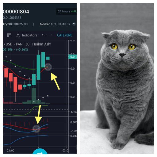 vincearellano44's tweet photo. It's probably nothing...😽#RiseOfCats #PlayToEarn #catecoin https://t.co/OdmT1Zpr0l
