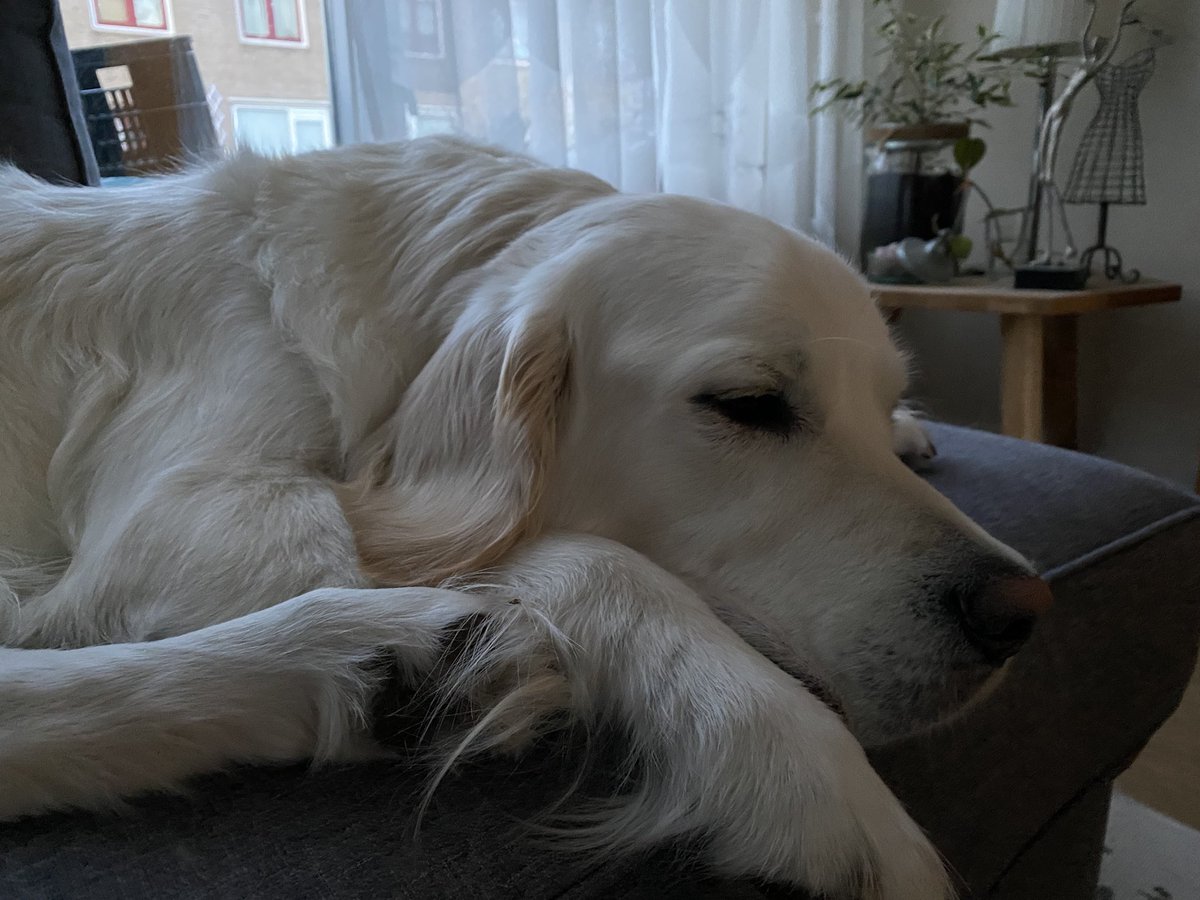 Goedemorgen tweeppies. Vandaag ben ik nog niet helemaal wakker. Klok uur vooruit is verwarrend voor mij. 🐶 #goedemorgen #goldenretriever