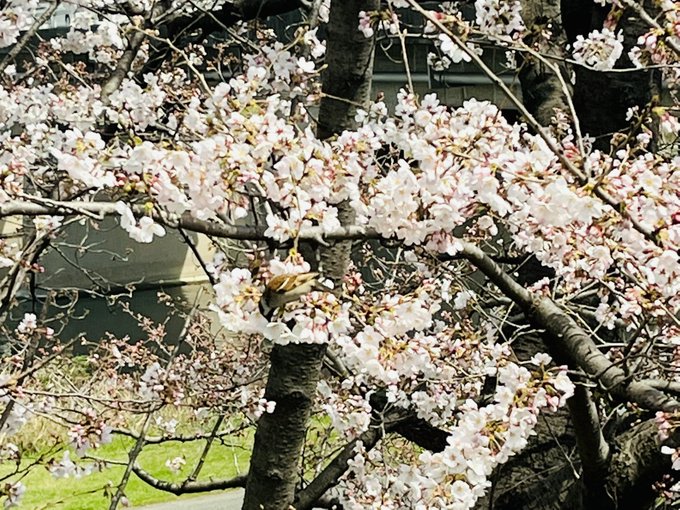 スズメ氏が遊んでおる 