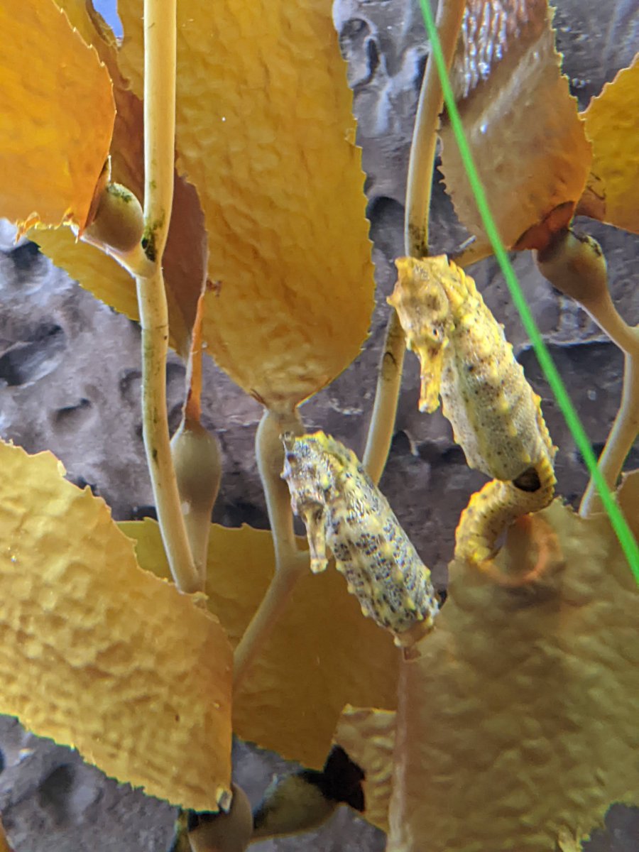 Too cool 😎 #marinelife #monterey
