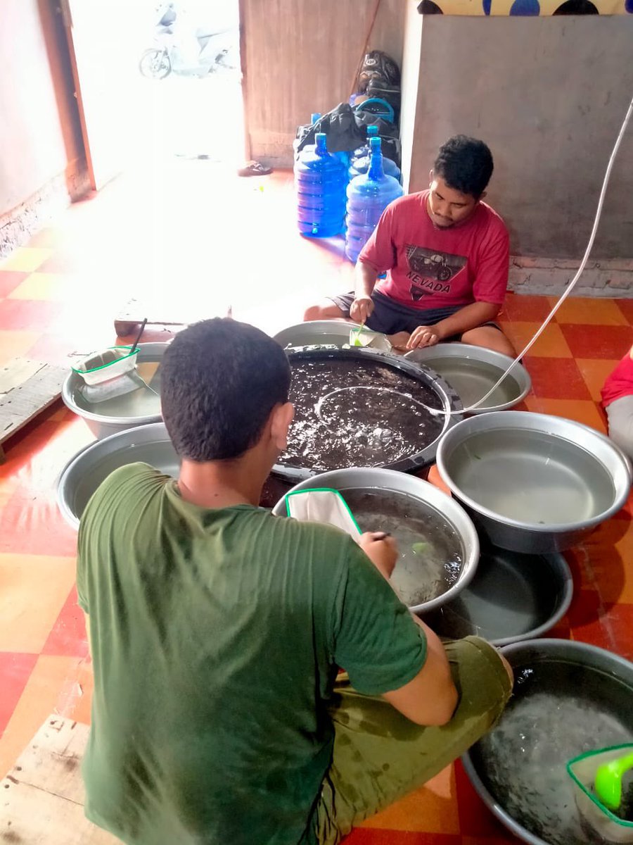 Arwinda_novitri's tweet photo. Sabtu (26/3), Arwinda Novitri, PPB Kota Pekanbaru, di Pelaku Usaha an. Dadang Supriyadi Pokdakan Mina Sepakat Jaya mendampingi Panen Benih  Ikan Patin, sebanyak 500.000 ekor, Ukuran panen 3/4 inci, harga Rp.130/ekor #GiatLuhkanSatminkalMedan #Pekanbaru #Panen https://t.co/BFiVC85V66