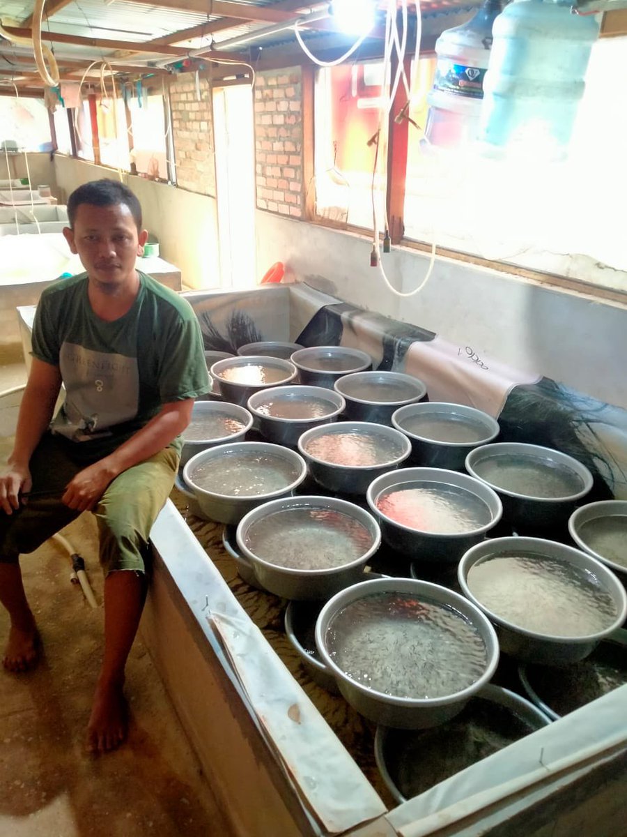 Arwinda_novitri's tweet photo. Sabtu (26/3), Arwinda Novitri, PPB Kota Pekanbaru, di Pelaku Usaha an. Dadang Supriyadi Pokdakan Mina Sepakat Jaya mendampingi Panen Benih  Ikan Patin, sebanyak 500.000 ekor, Ukuran panen 3/4 inci, harga Rp.130/ekor #GiatLuhkanSatminkalMedan #Pekanbaru #Panen https://t.co/BFiVC85V66