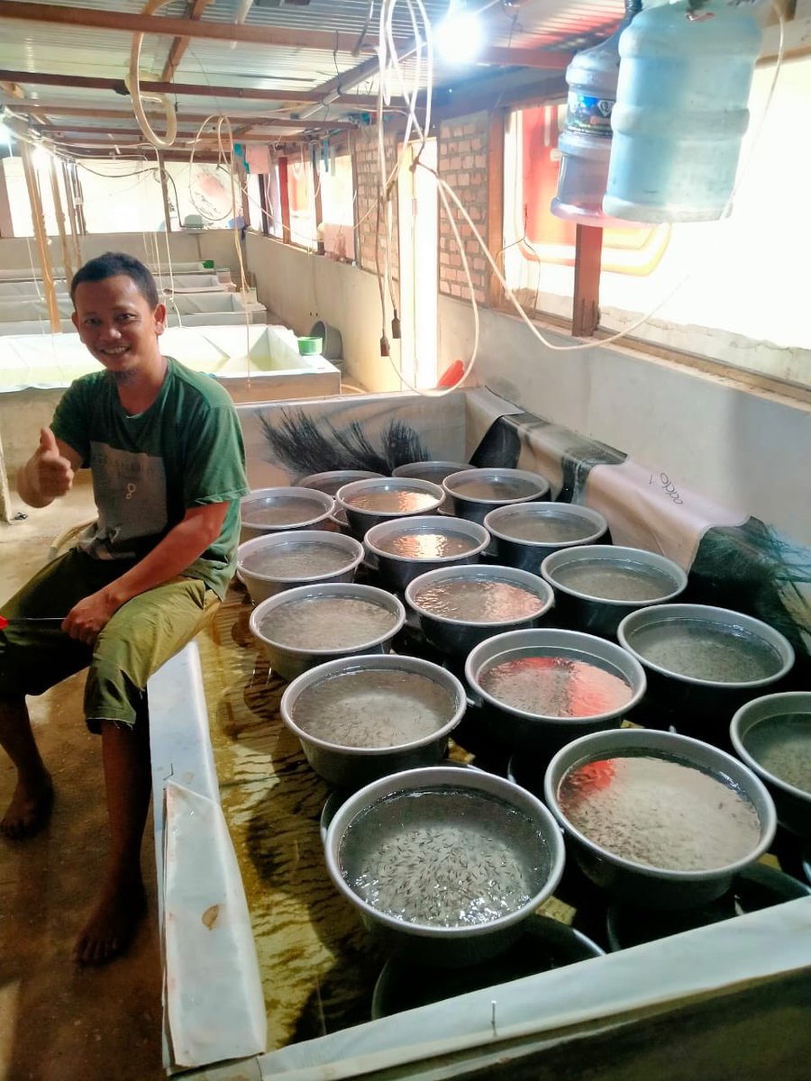 Arwinda_novitri's tweet photo. Sabtu (26/3), Arwinda Novitri, PPB Kota Pekanbaru, di Pelaku Usaha an. Dadang Supriyadi Pokdakan Mina Sepakat Jaya mendampingi Panen Benih  Ikan Patin, sebanyak 500.000 ekor, Ukuran panen 3/4 inci, harga Rp.130/ekor #GiatLuhkanSatminkalMedan #Pekanbaru #Panen https://t.co/BFiVC85V66