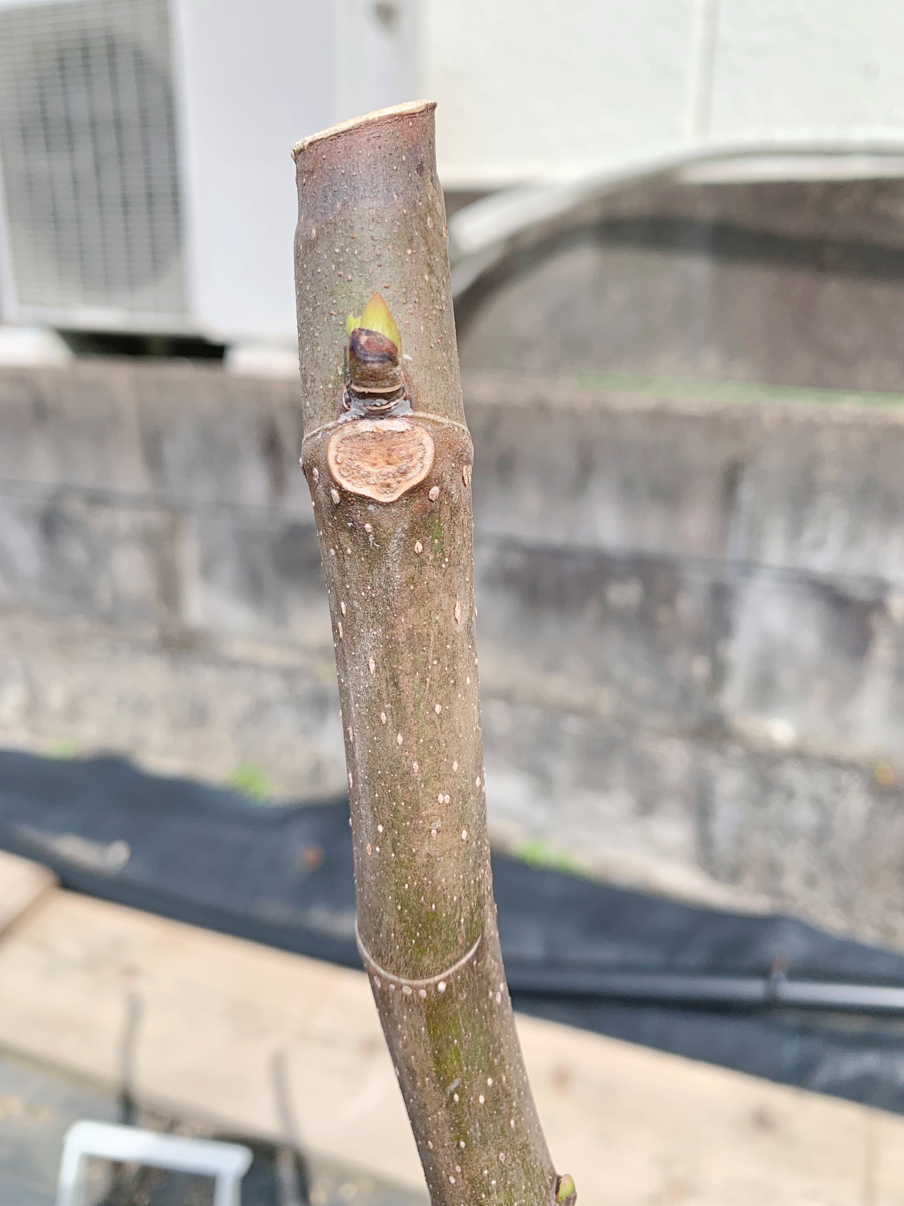 産直花だん屋 71ocy94sbfn0qpu Twitter