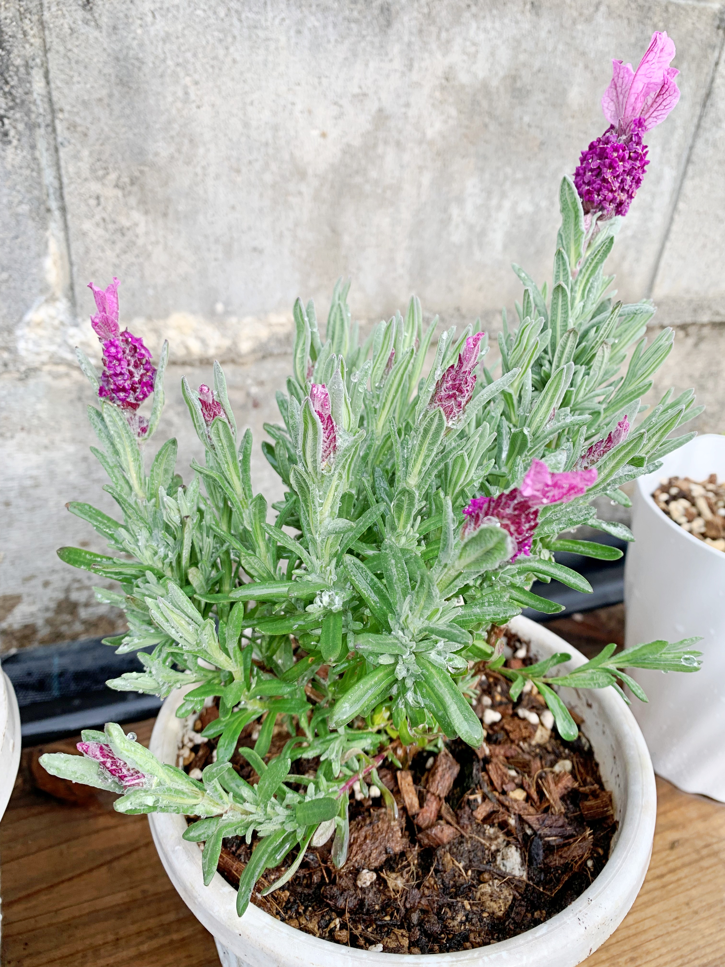産直花だん屋 71ocy94sbfn0qpu Twitter