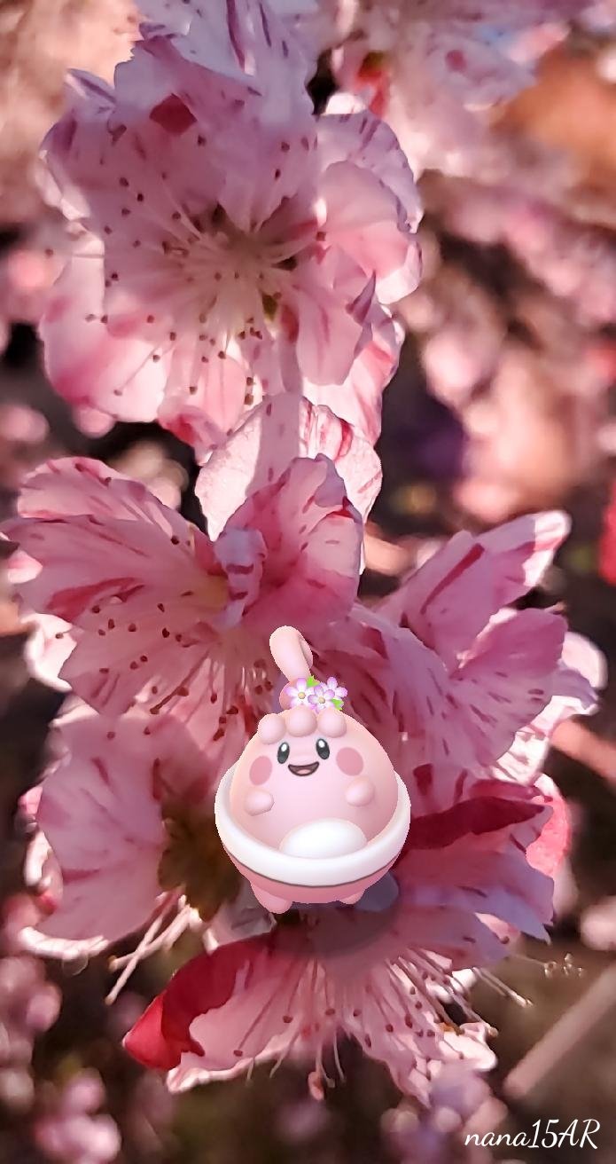 源平しだれ桃 Twitter Search Twitter