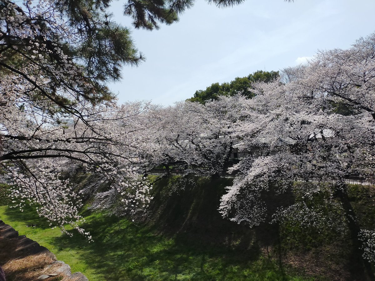 _Naoko_ROOM's tweet photo. 初めての名古屋城🏯
桜が満開で綺麗でした🌸✨

名古屋駅の高島屋地下にある赤福茶寮でお茶を満喫。
500円で茶寮気分を味わえるのは安い！
回転率もいいので、時間がなくてもサッと入れてお茶を楽しめるので嬉しい😊❤️
そしてお土産は荷物になるので、楽天で購入（笑） https://t.co/IGm5WanlDs