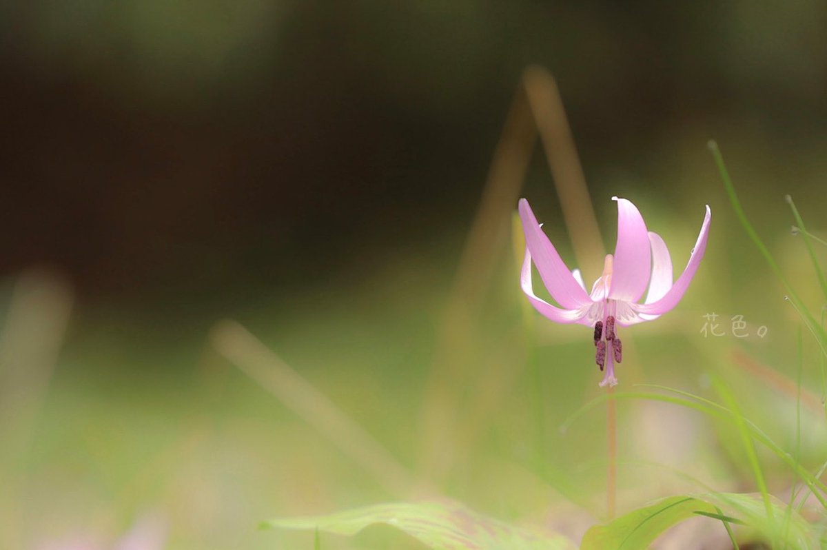 ꕤ*.ﾟ

#キリトリセカイ
#ファインダー越しの私の世界 
#カタクリ
#春の妖精