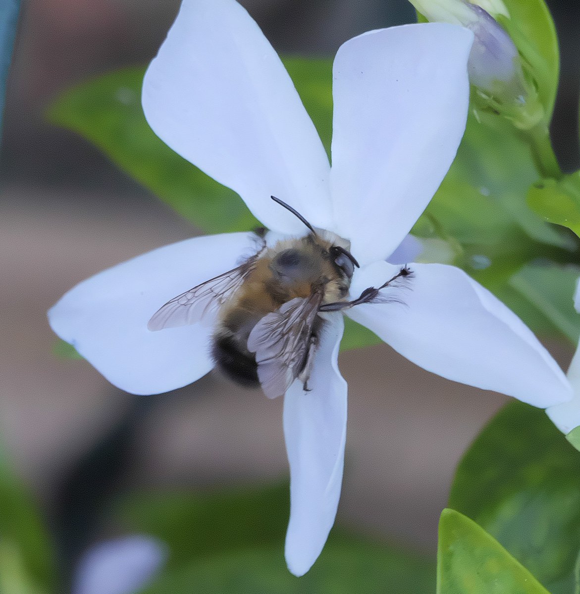 Hairy-footed Flower Bee spotted in Ireland for the first time!

Ireland now has 100 different wild bee species, including 21 different bumblebee species, and 79 different solitary species.

Read all about it below!
biodiversityireland.ie/hairy-footed-f…