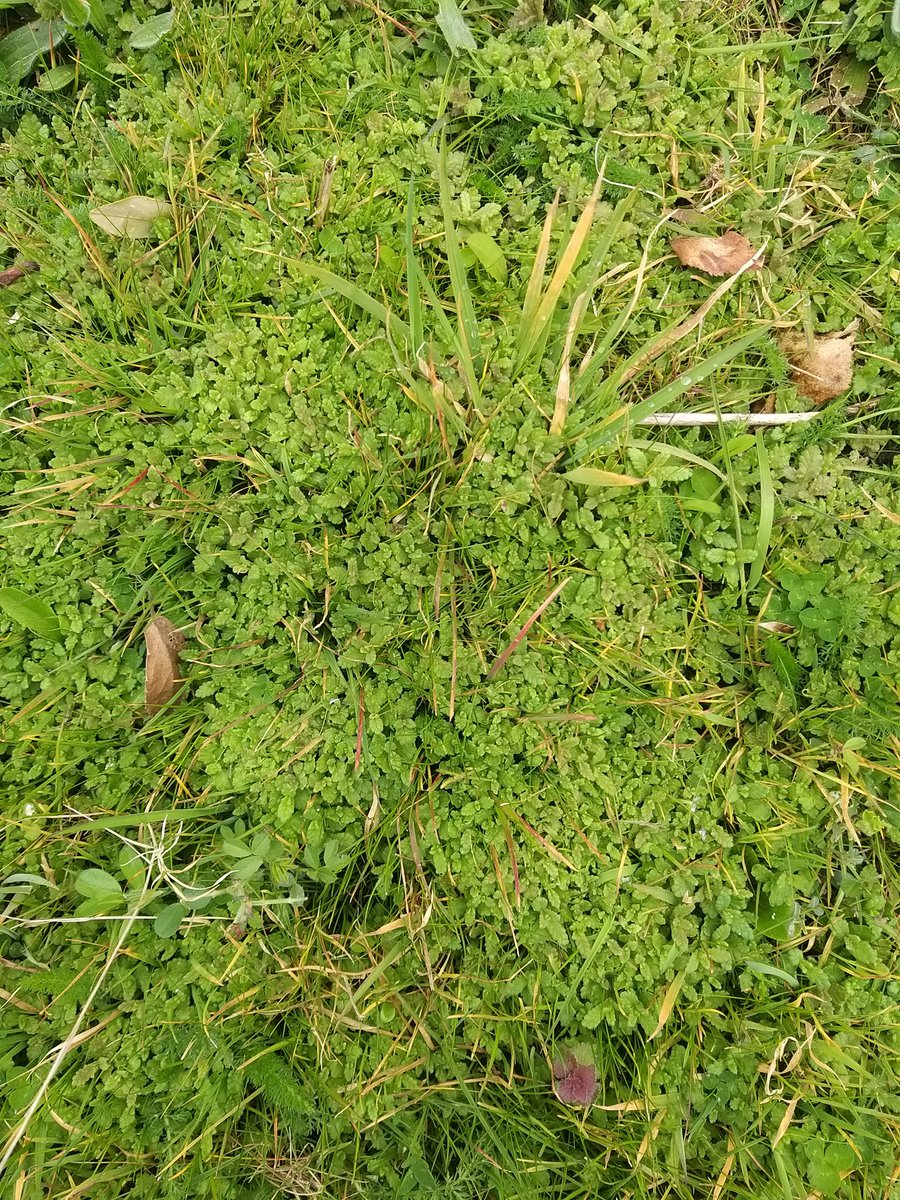 I think this is Yellow Rattle on my lawn. No wonder that Yorkshire Fog looks a bit poorly!