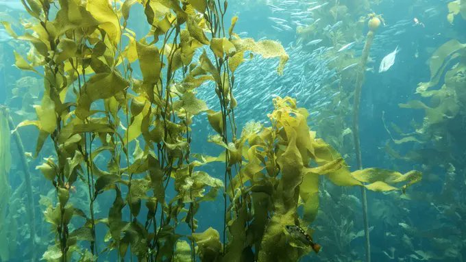 oil_gas2021's tweet photo. Unlocking kelp’s potential as a major biofuel source
https://t.co/7uYMj3IQzI
Submit your Abstract related to track to add your Knowledge globally.
Click here: https://t.co/0G5UXG0kVq
#webinar #Biotechnology #research #scientists #biotechnology2022 #99Euro #articlepublishing #asia https://t.co/mULENJnYQr