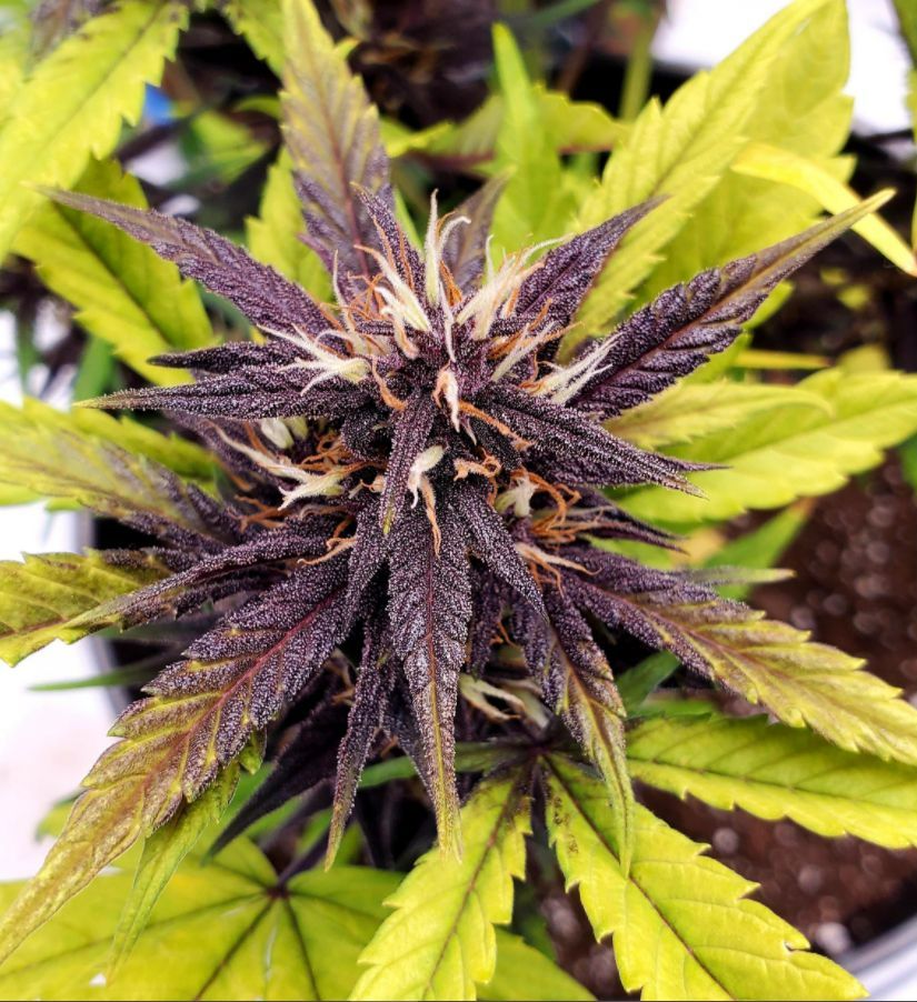 SeedsmanSeeds's tweet photo. 🌱 PINK KUSH CBD 30:1 AUTO 🌱 by WowCow3521 on Reddit!

#SeedsmanSeeds x #MedMarch https://t.co/MEoLPPuojI