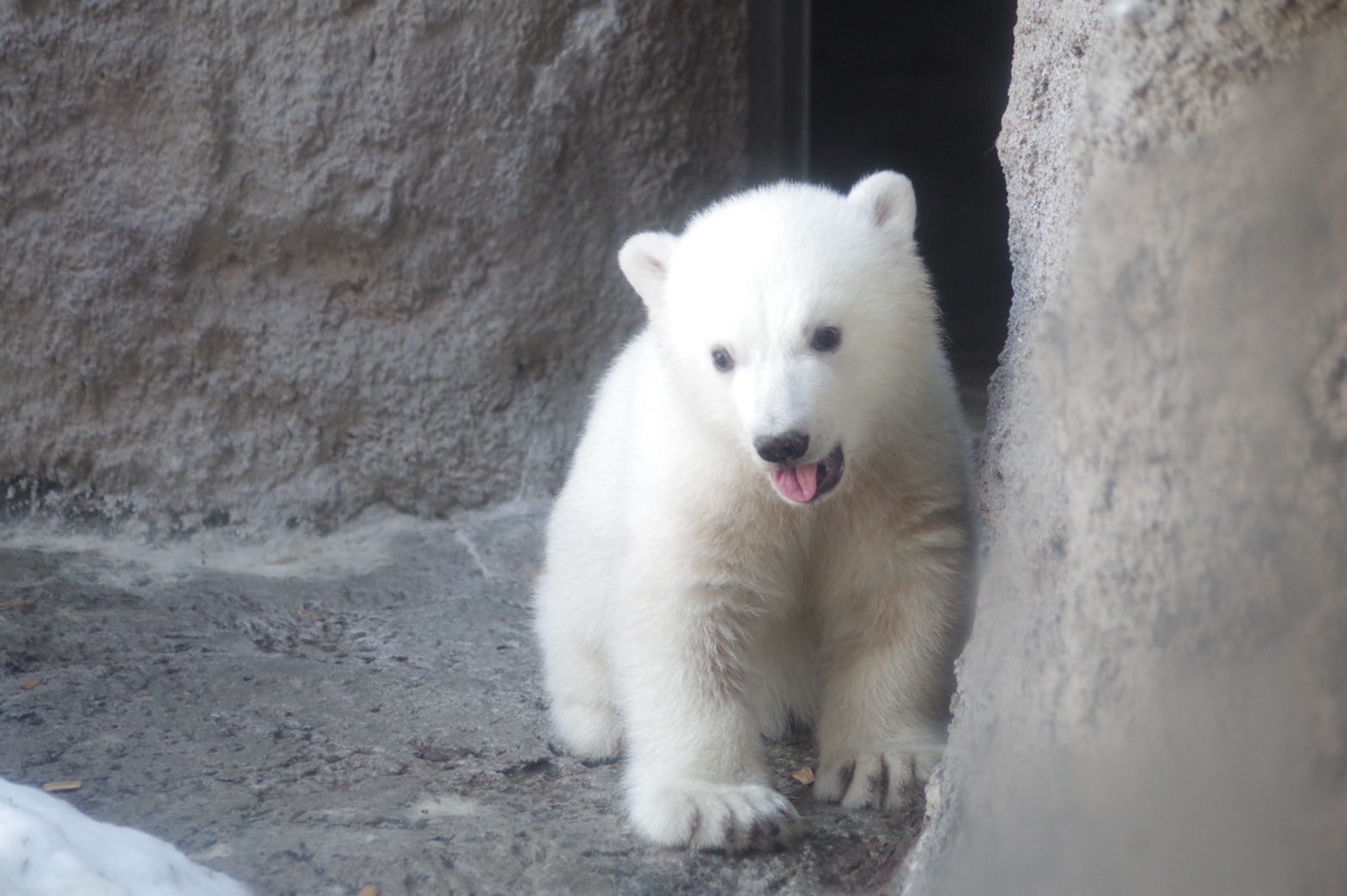 旭川市旭山動物園［公式］ on X: 