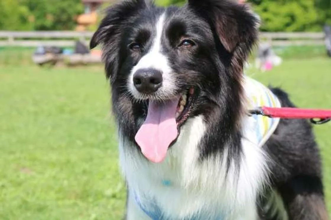 白熊タンゴ エトラさんを中型犬にするならボーダーコリーがいいのかしら 品があるけどカワイイ寄りの顔立ちとか パワーがあるけど地頭がいい部分とか 夢境ラジオ T Co Dvjihkk9z0 Twitter