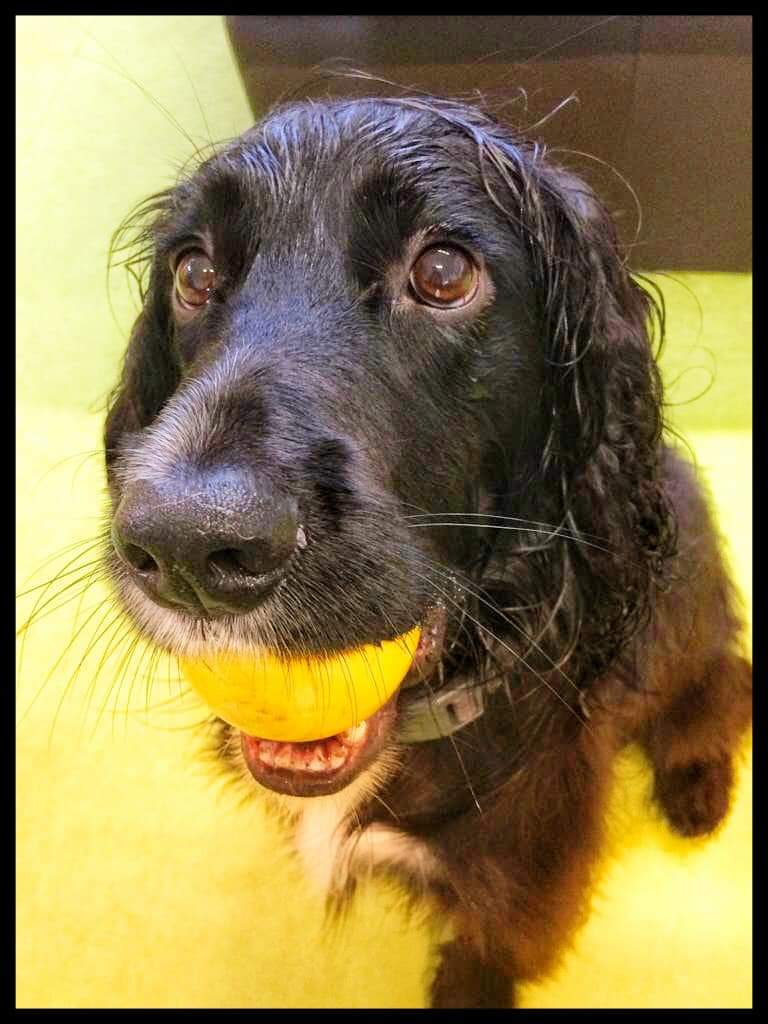 Once a week, and mainly just so I can have a poo without the company of a dog, he goes to daycare. Here he meets 20 other idiot hounds, runs them all ragged, exchanges ideas of how to make their humans' lives absolute hell, and poses magnificently.