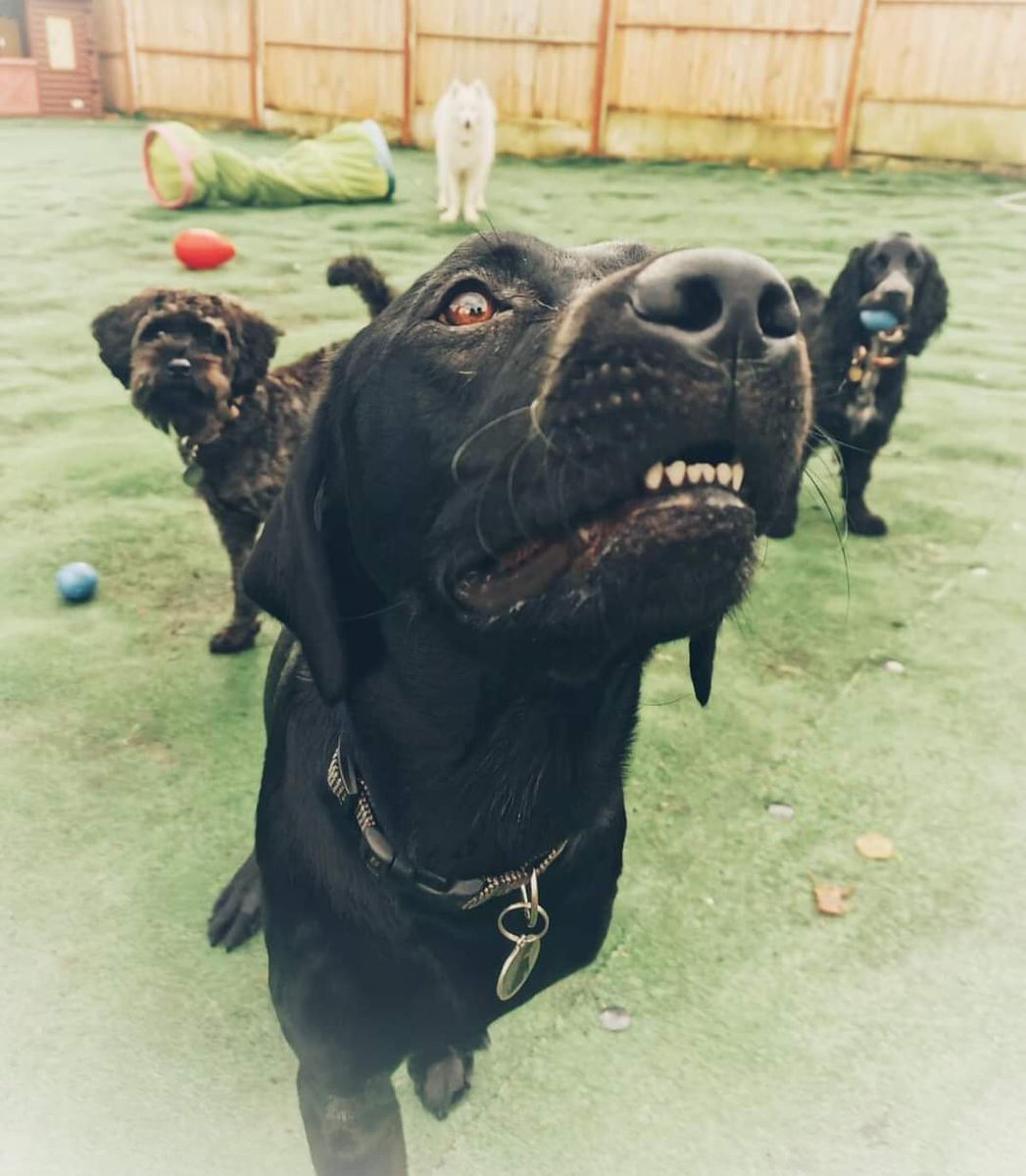 Once a week, and mainly just so I can have a poo without the company of a dog, he goes to daycare. Here he meets 20 other idiot hounds, runs them all ragged, exchanges ideas of how to make their humans' lives absolute hell, and poses magnificently.