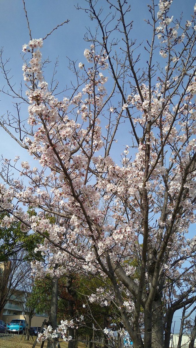 7710aaddcf004db's tweet photo. 仕事場の近くで咲いてた😃

そんなに大きな木じゃなかったけど、桜って綺麗だよな〜😙 https://t.co/sH2nryrvQS