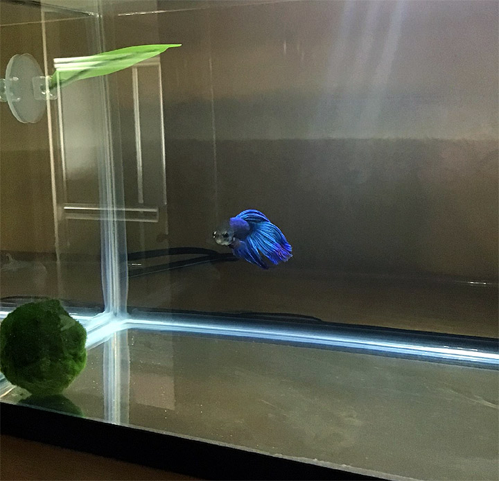Certainly Jess C. Scott is the best choice of name for anonymous. She has a nice blue betta fish 🐟
jesscscott.wordpress.com/about/ 
Make life beautiful!  #Anonymous