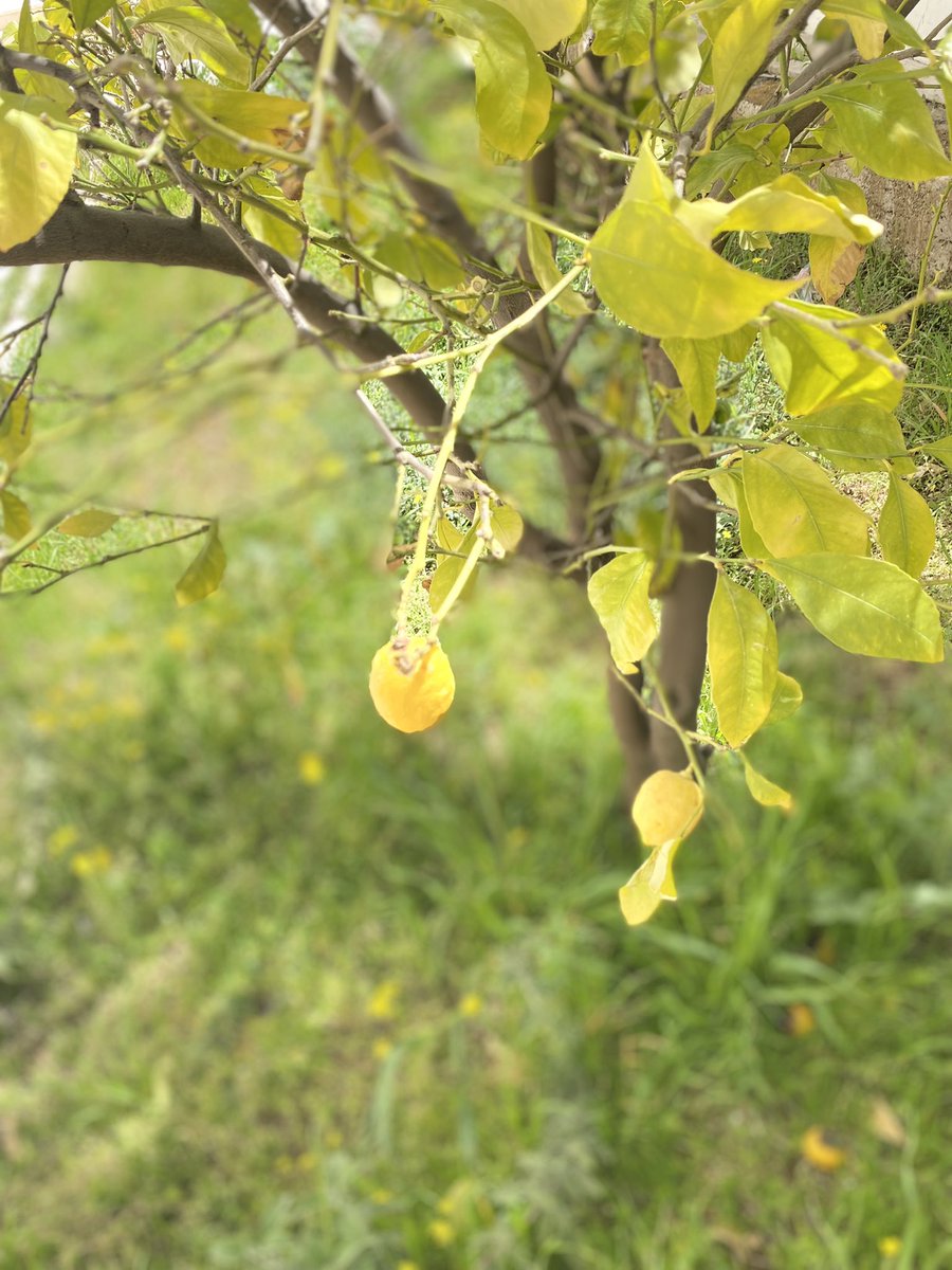 ghaliaRock's tweet photo. Lemon 🍋.  Lemon 🍋 Lemon lemon. Here we come again my lemon here it comes again       #lemonphoto #song  #lifestyle #photooftheday #photographer #photographer #lifephoto #ammanjo #jordan #lemonphoto #PicOfTheDay https://t.co/KvaumM1t2N