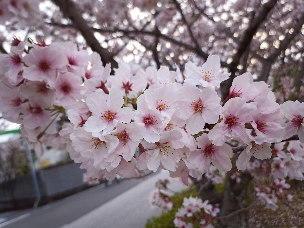 Happy210320's tweet photo. あちこち満開🌸🌸🌸 https://t.co/GBiZRhbXSf