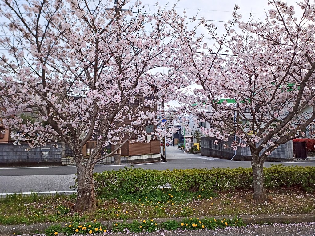 Happy210320's tweet photo. あちこち満開🌸🌸🌸 https://t.co/GBiZRhbXSf