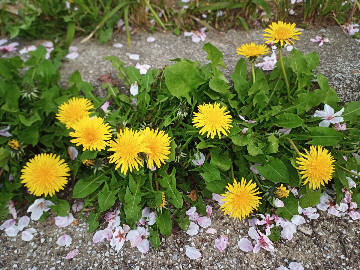 Happy210320's tweet photo. あちこち満開🌸🌸🌸 https://t.co/GBiZRhbXSf
