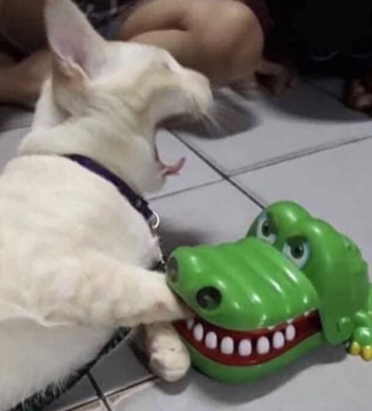 Account728's tweet image. Poor kitty