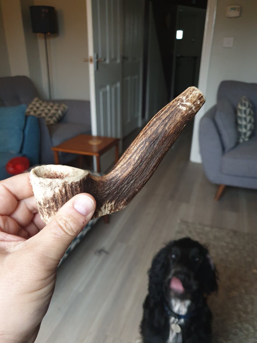 Somebody suggested I should buy him some reindeer antler, which he would chew to wear off his insane levels of energy. When it arrived I noticed it looked like a pipe, and tried to photograph it.Baxter became involved, and this led to what police would later call An Incident.