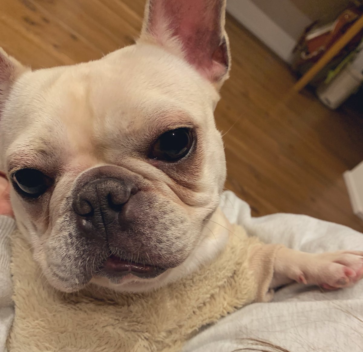 tororo__1005's tweet photo. 帰宅なり😊

今日は眠いのか
落ち着いた表情をしてるトロロ🐶

癒しぃー🤣

#フレブル　#フレンチブルドッグ https://t.co/Ipq9VnABmF