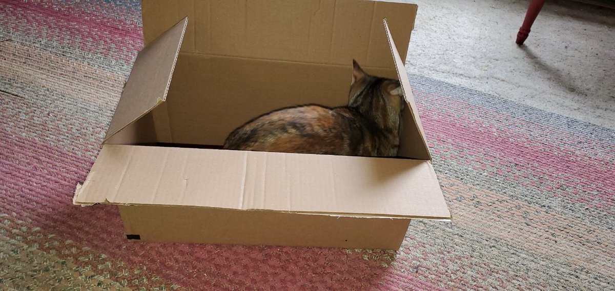 Good Morning Everyone ☕️ 
Big Day Here...Vet Day Time For Beatrix's Check Up 🙀
Which Is Why She's Hiding On Me
First ☕️ Appointment Is At 0930