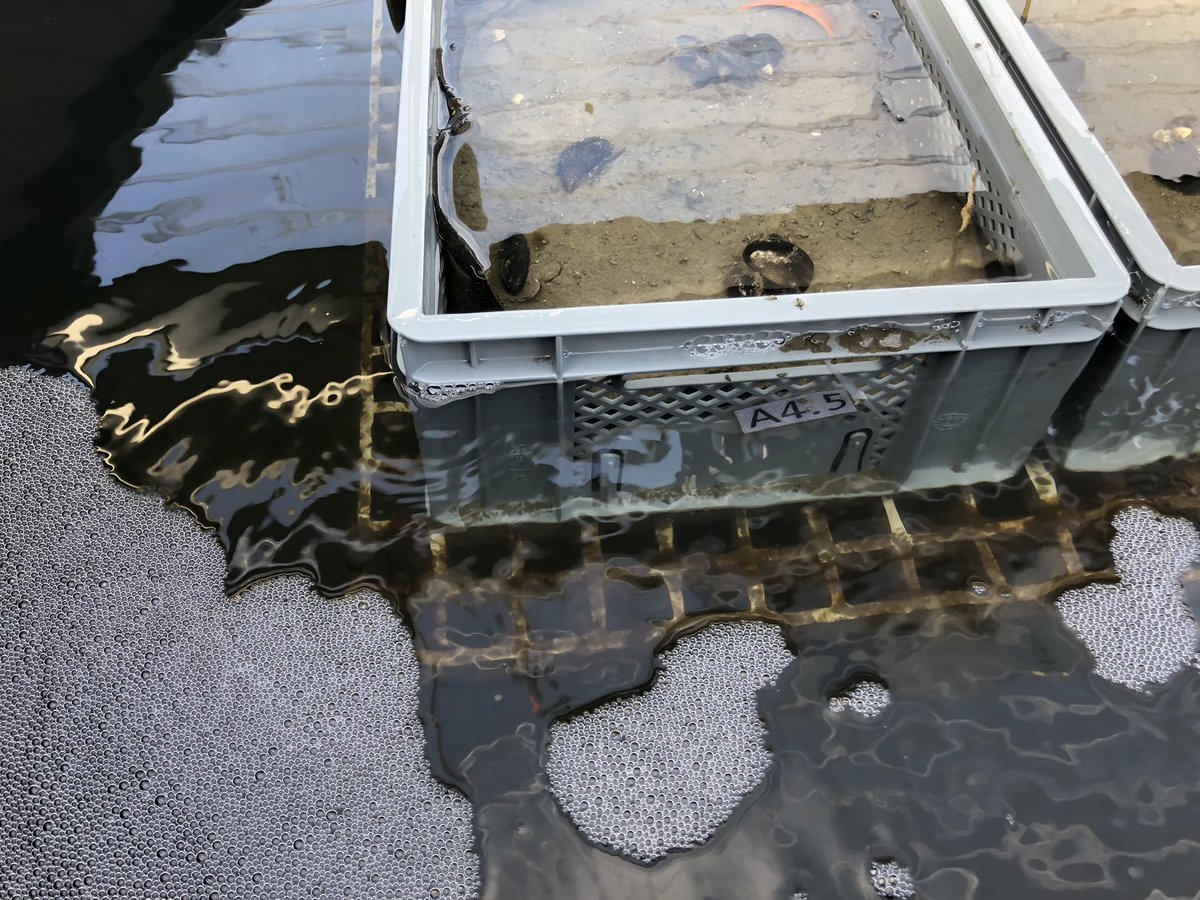 marcoscotti78's tweet photo. First week of samplings at our #mesocosms experiment in Sylt @AWI_Media marine station.
We collected sediment cores for #biodiversity and #stable_isotopes analysis. #ecosystem_modelling @GEOMAR_en https://t.co/IG1YVm1cx1