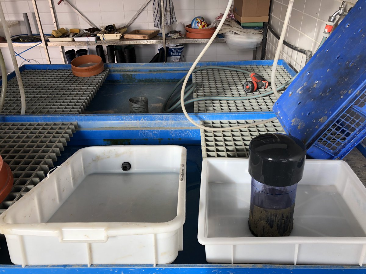 marcoscotti78's tweet photo. First week of samplings at our #mesocosms experiment in Sylt @AWI_Media marine station.
We collected sediment cores for #biodiversity and #stable_isotopes analysis. #ecosystem_modelling @GEOMAR_en https://t.co/IG1YVm1cx1