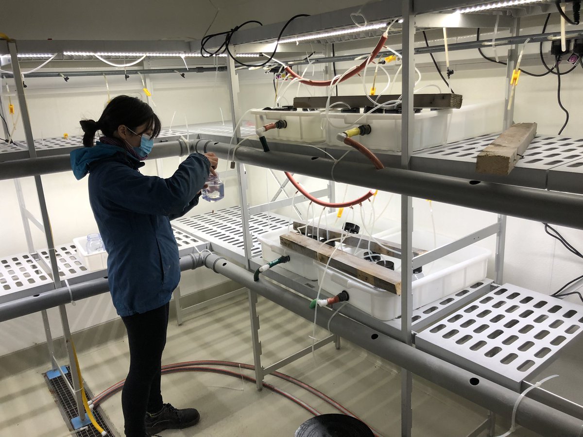 marcoscotti78's tweet photo. First week of samplings at our #mesocosms experiment in Sylt @AWI_Media marine station.
We collected sediment cores for #biodiversity and #stable_isotopes analysis. #ecosystem_modelling @GEOMAR_en https://t.co/IG1YVm1cx1